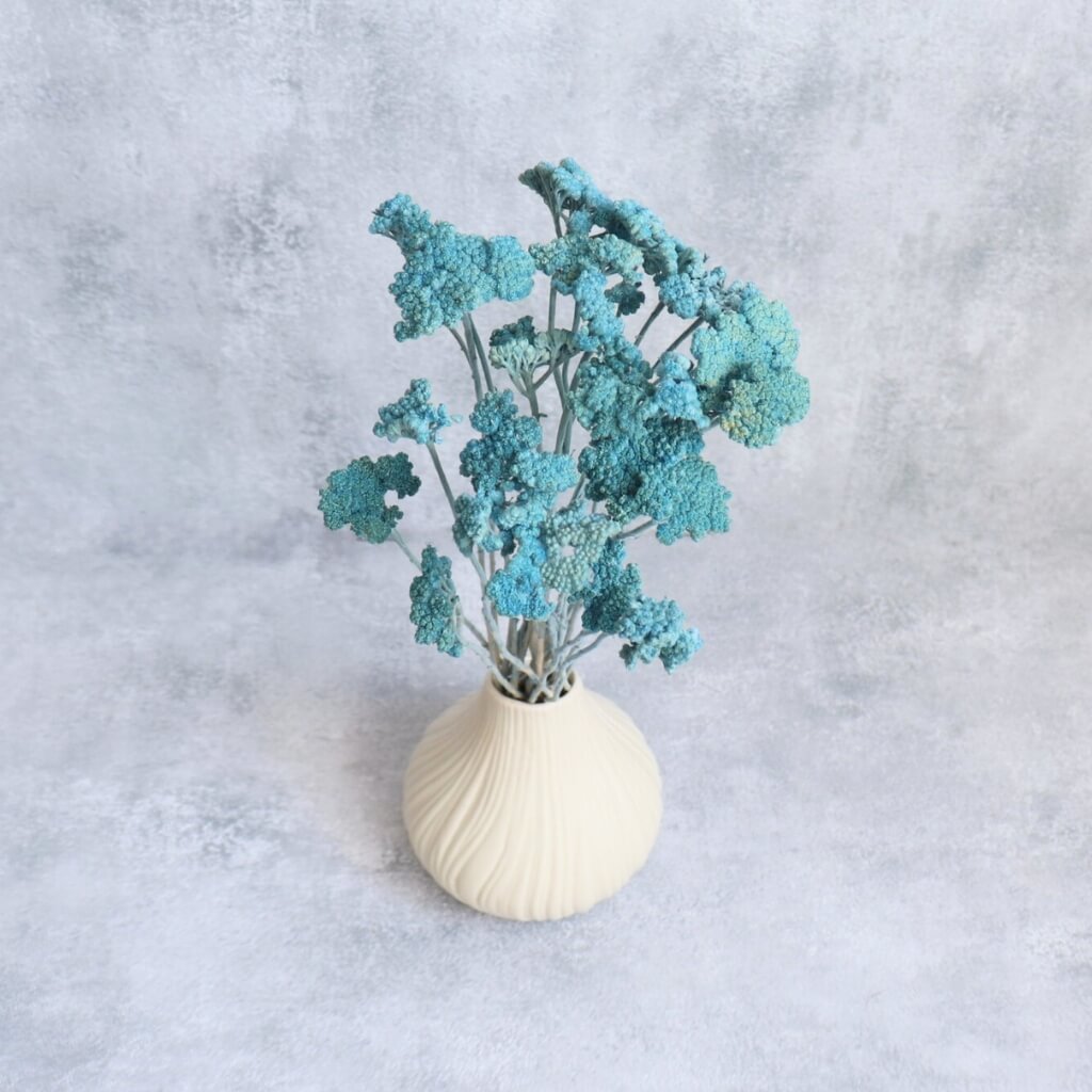 Sušená Achillea (Řebříček) v odstínu aquamarine - detailní pohled